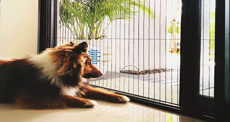 Sliding Screen Pet Door Repair in Lutz, FL