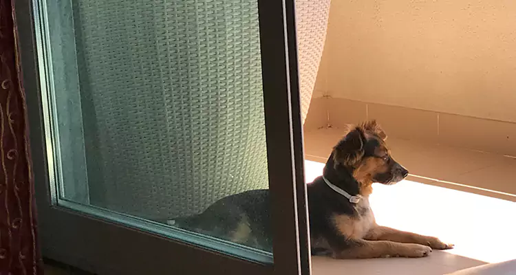 French Door Pet Screen Repair in Lutz, FL